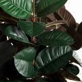 180/ШК/РН/186(Пр)(F) Фикус Эластика Робуста искусственный h180см (латекс)