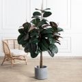 150/ШК/РН/186(Пр)(F) Фикус Эластика Робуста искусственный h150см (латекс)