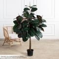 150/ШК/РН/186(Пр)(F) Фикус Эластика Робуста искусственный h150см (латекс)