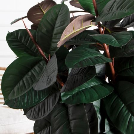 150/ШК/РН/186(Пр)(F) Фикус Эластика Робуста искусственный h150см (латекс)