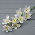 
401/0566А Орхидея сатиновая: белый