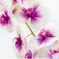  
Цвет орхидеи: пурпурно-кремовый
