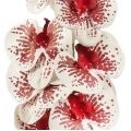  
Цвет орхидеи: бело-малиновый