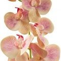  
Цвет орхидеи: жёлто-розовый