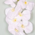  
Цвет орхидеи: белый