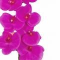  
Цвет орхидеи: цикламеновый