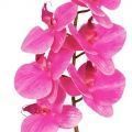 
Цвет орхидеи: розовый