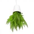 СП06-1 Sky Planter Адиантум папоротник искусственный h20 в кашпо (11*10см)