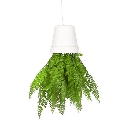 СП06-1 Sky Planter Адиантум(пап)h20 в кашпо(11*10)