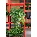 К378 Зеленый микс с Пилеей (латекс) в кокосовом боксе 50*20*h10