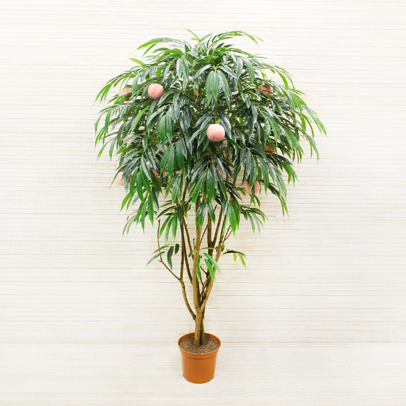 200/РН/219 Персик (латекс) h-200см