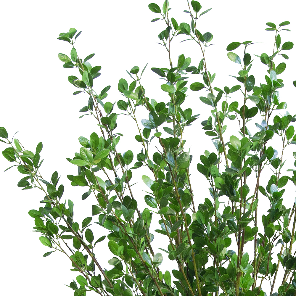 ККДД180/200(з.) Кокедама d40см Дерево с распускающимися листочками h180см_2