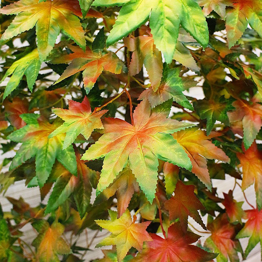 160/2К/ОС/77-1 Итальянский клён 160см_2