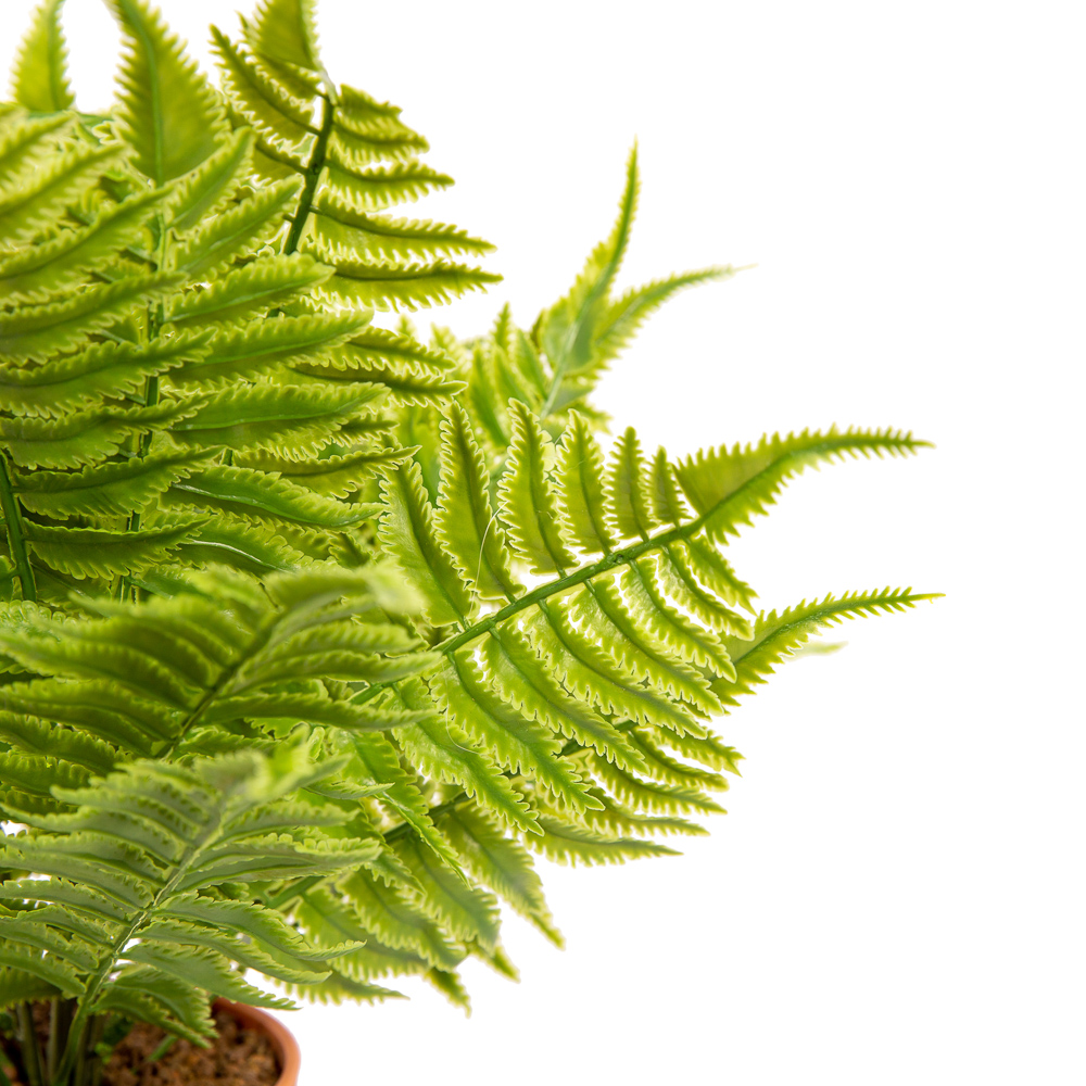 ЦС30/211-1 Папоротник Циртомиум h30(зелен) в гор_2