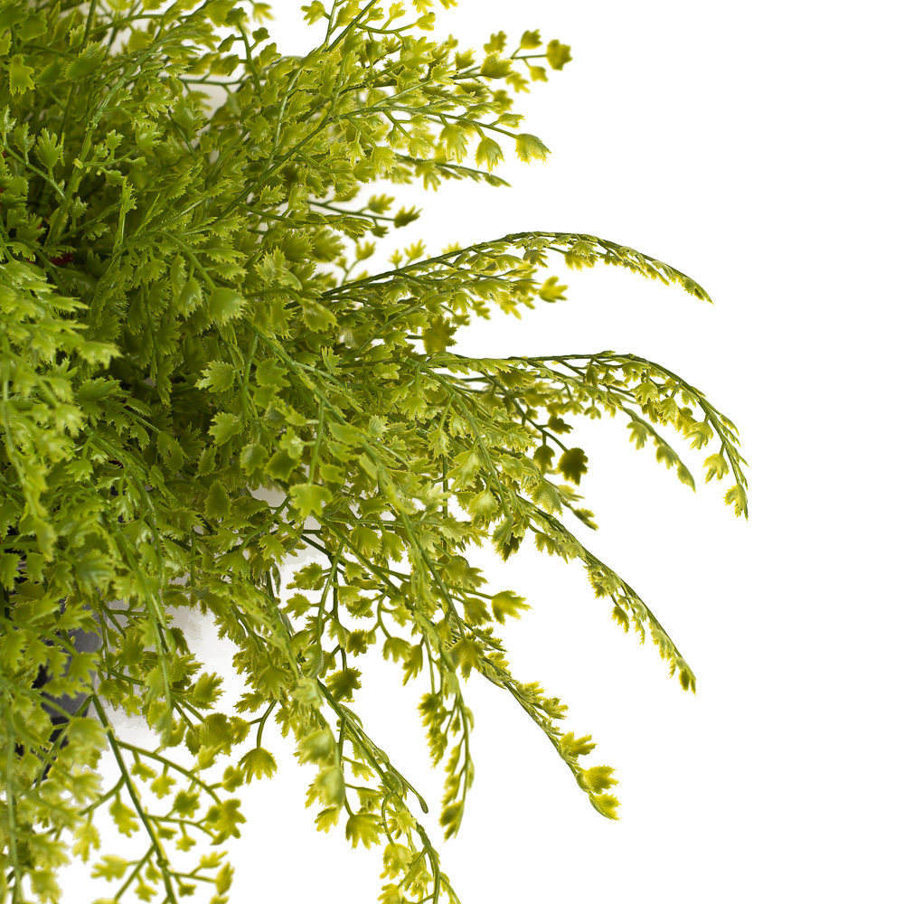 КС93 Папоротник Адиантум ампельный в кашпо_2