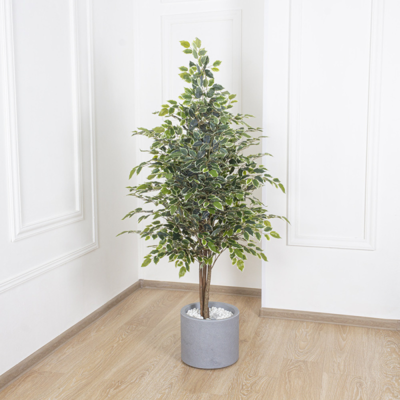 150/УК/300-1 Фикус Бенджамина h150см(латекс)_3