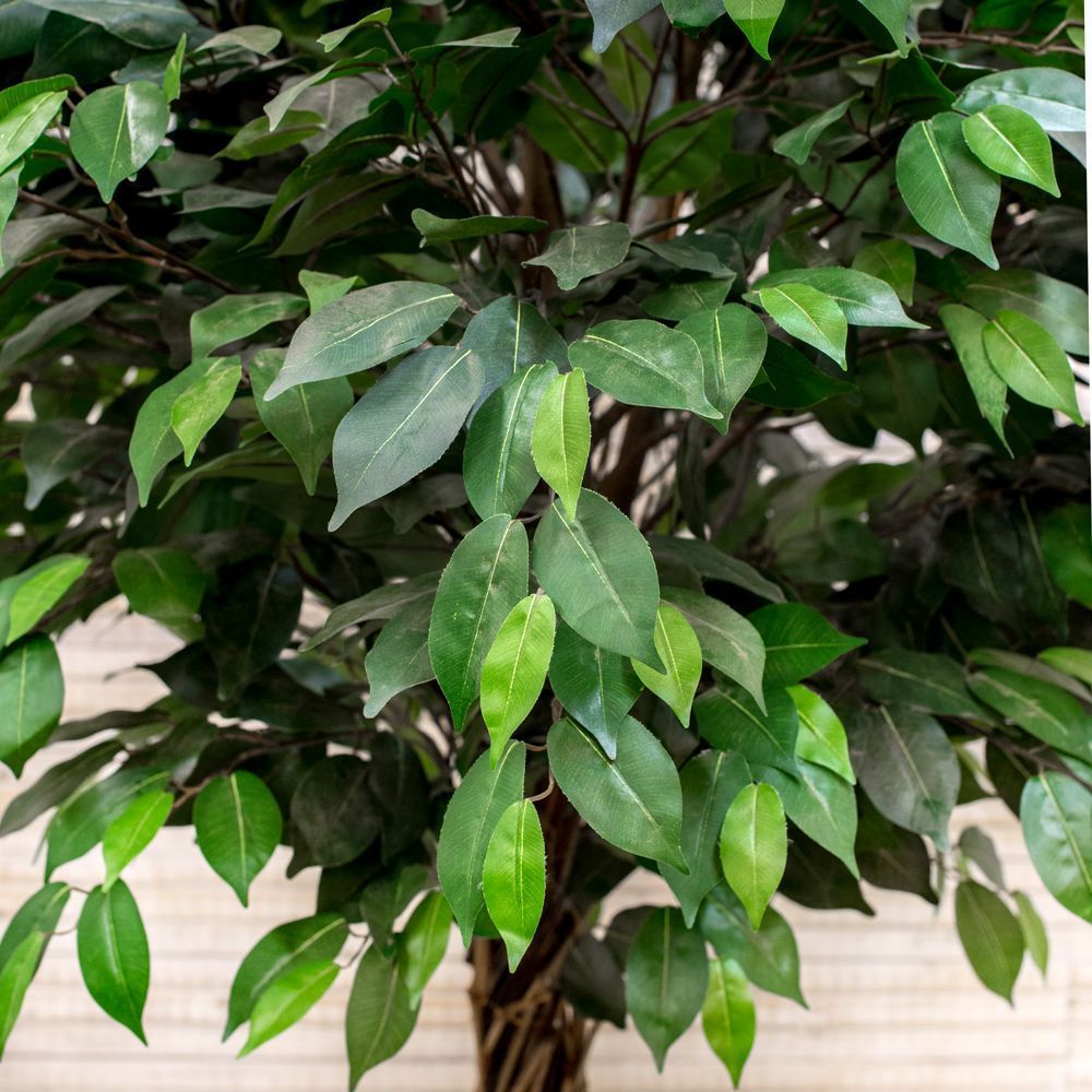 230/ССТ/ВП/34 Фикус h-230см_2