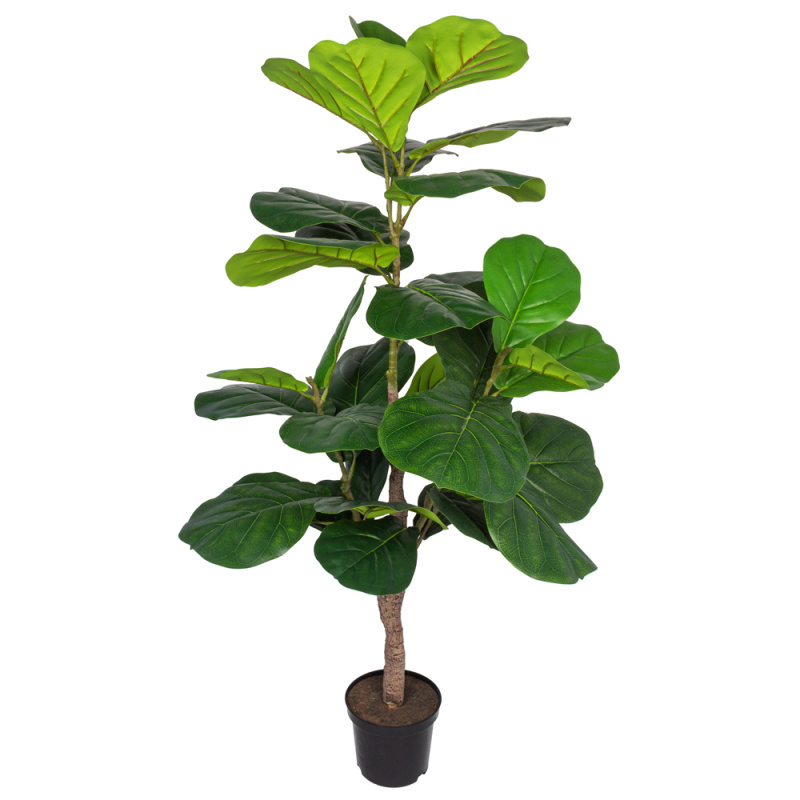 140/К/452(Х)(Fix) Фикус Лирата h140см