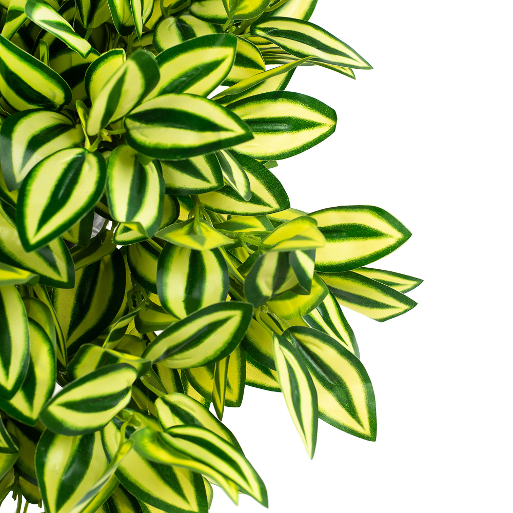 КС75-1 Традесканция ампельная (желто-зеленая) в кашпо_2