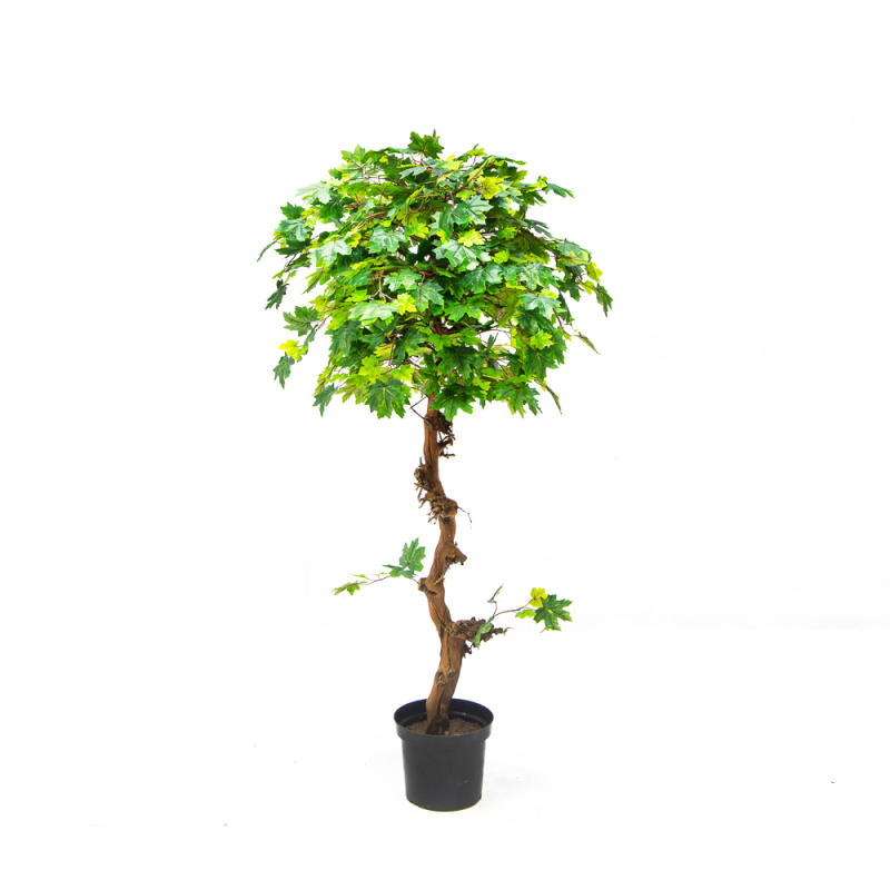 160/ОС/77 Клён h160см