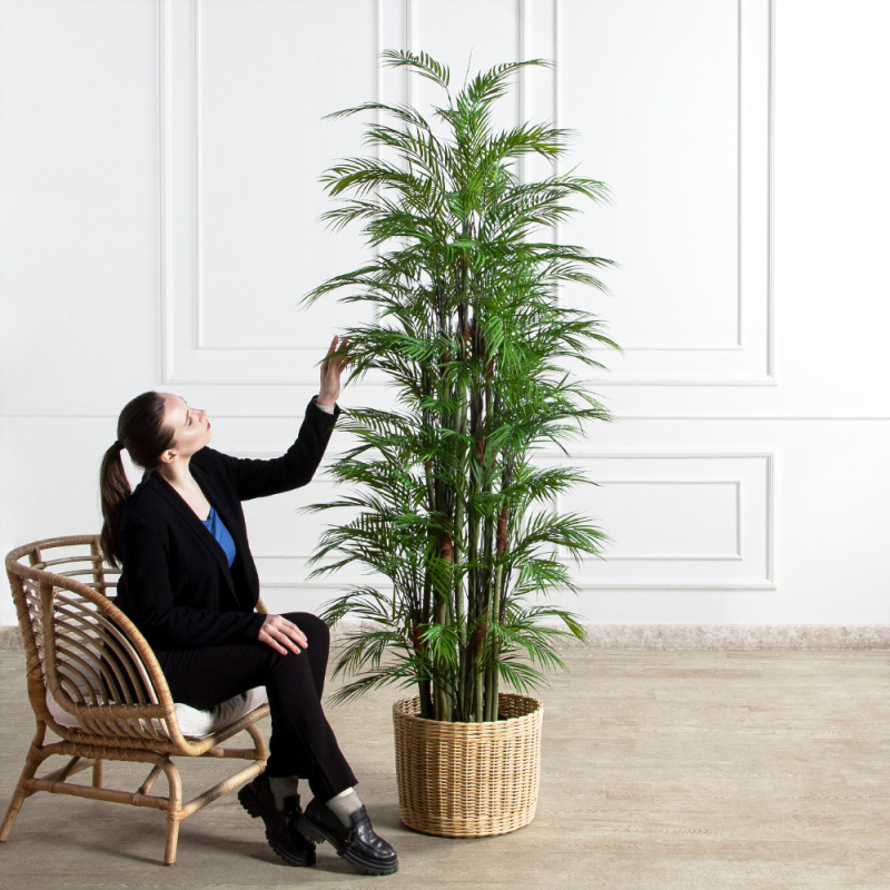 ПК200/5С/359(з)(Пр)(F) Пальма кустовая h200см_1