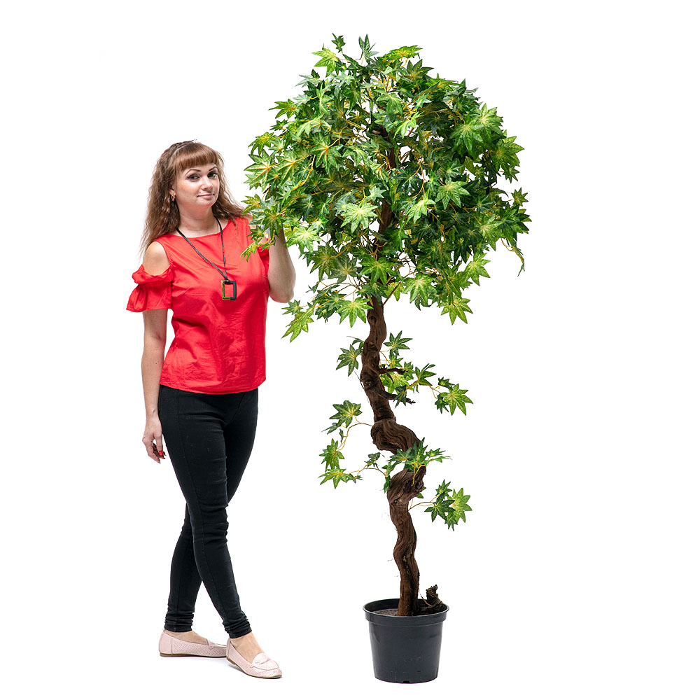 180/РОС/77 Итальянский клен 180см_3