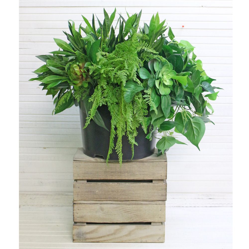 СКК13(з.) Композ. из суккулент. в кашпо d-33(d-40)_2