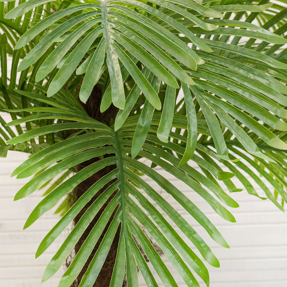 П170/2К/49Л Пальма Арека (латекс) h-170см_2