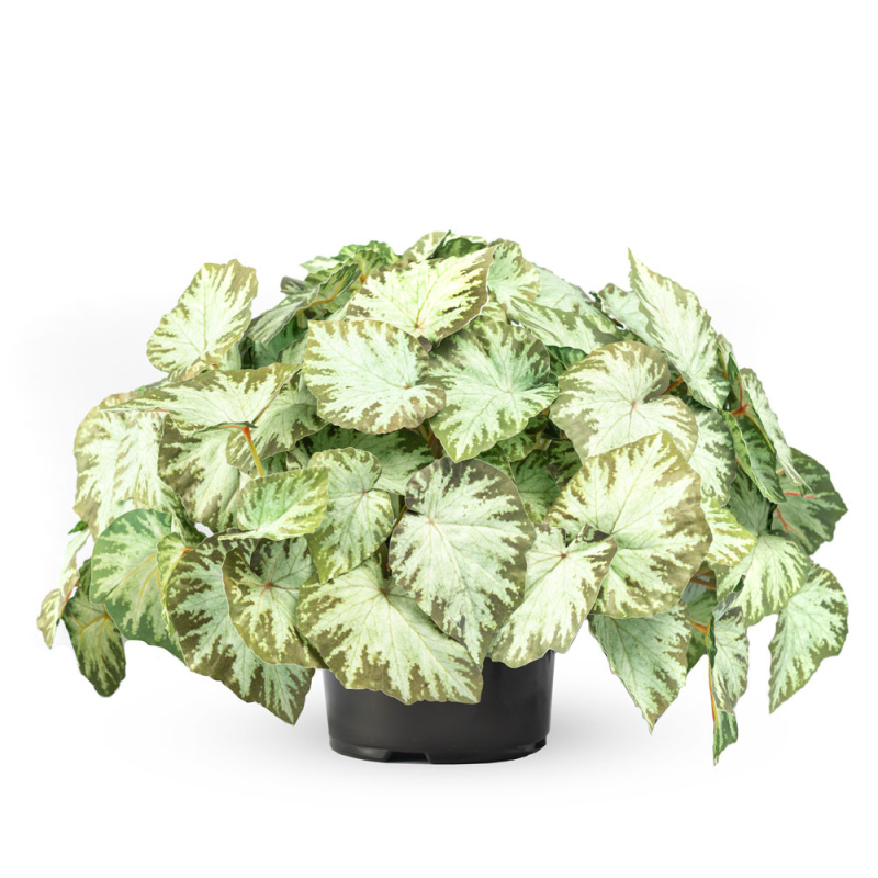 ЦС98-1 Бегония (светло-зеленая) h21см(латекс) в кашпо d19см