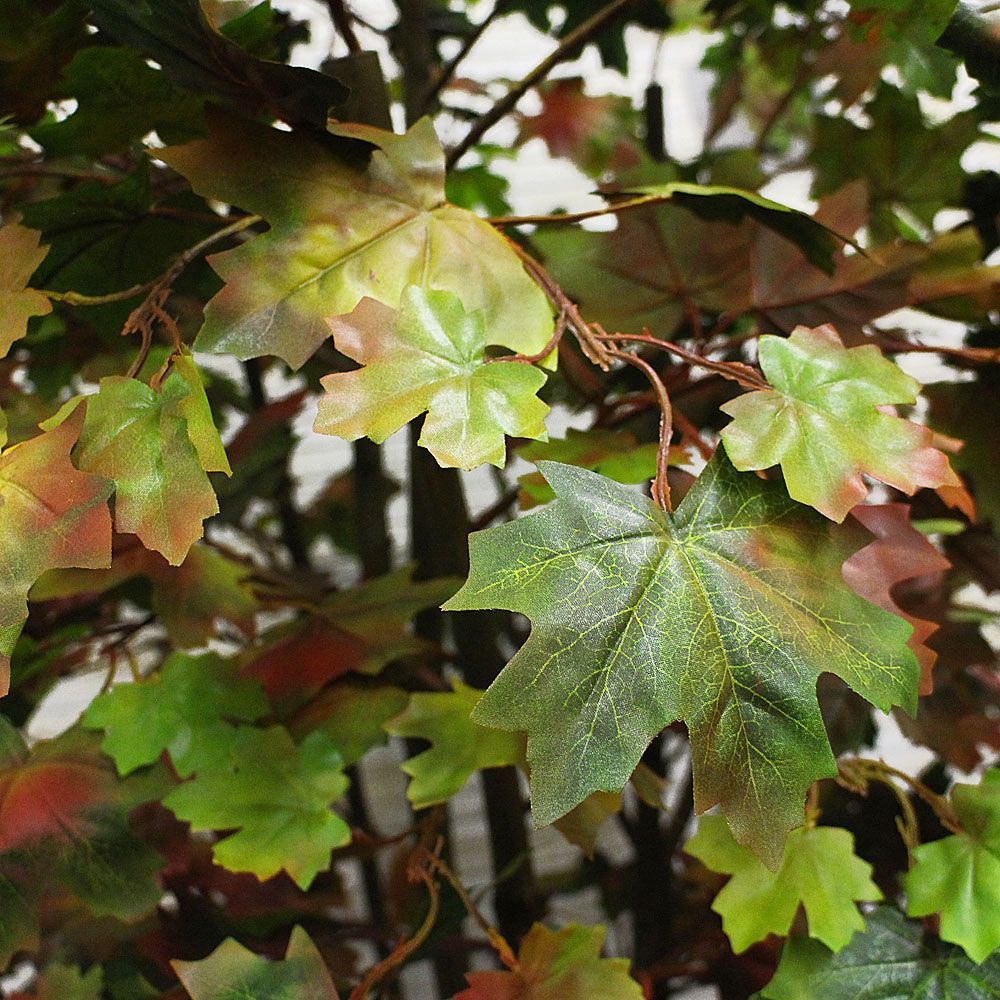 200/РН/29М (з) Клён 200см_2