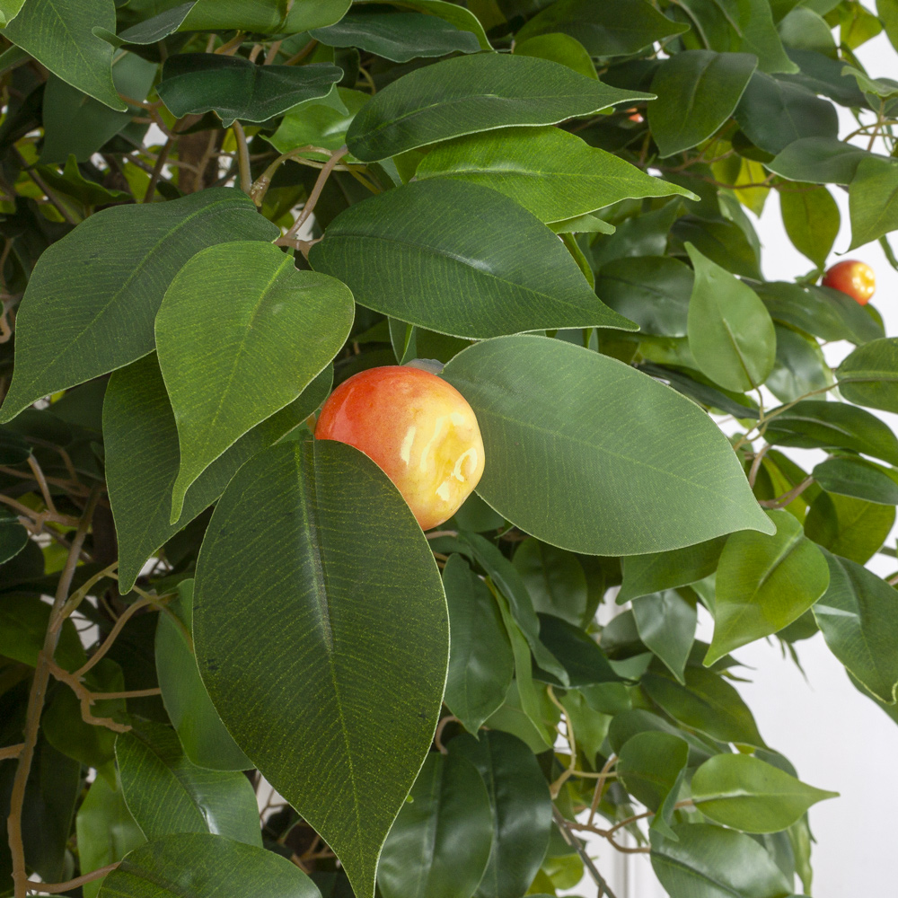 180/РН/35 Яблоня h180см(латекс)_6