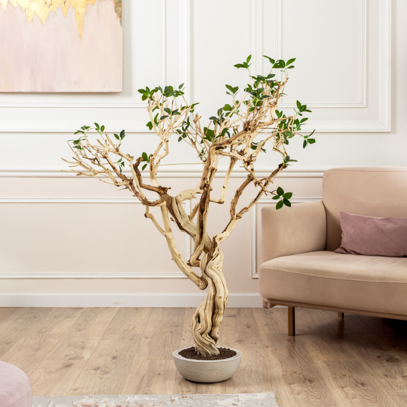 БЛ110/Д3/516ИК(Пр)(F)(Акция) Бонсай искусственный Фикус Микрокарпа h110см в интерьерном кашпо_7