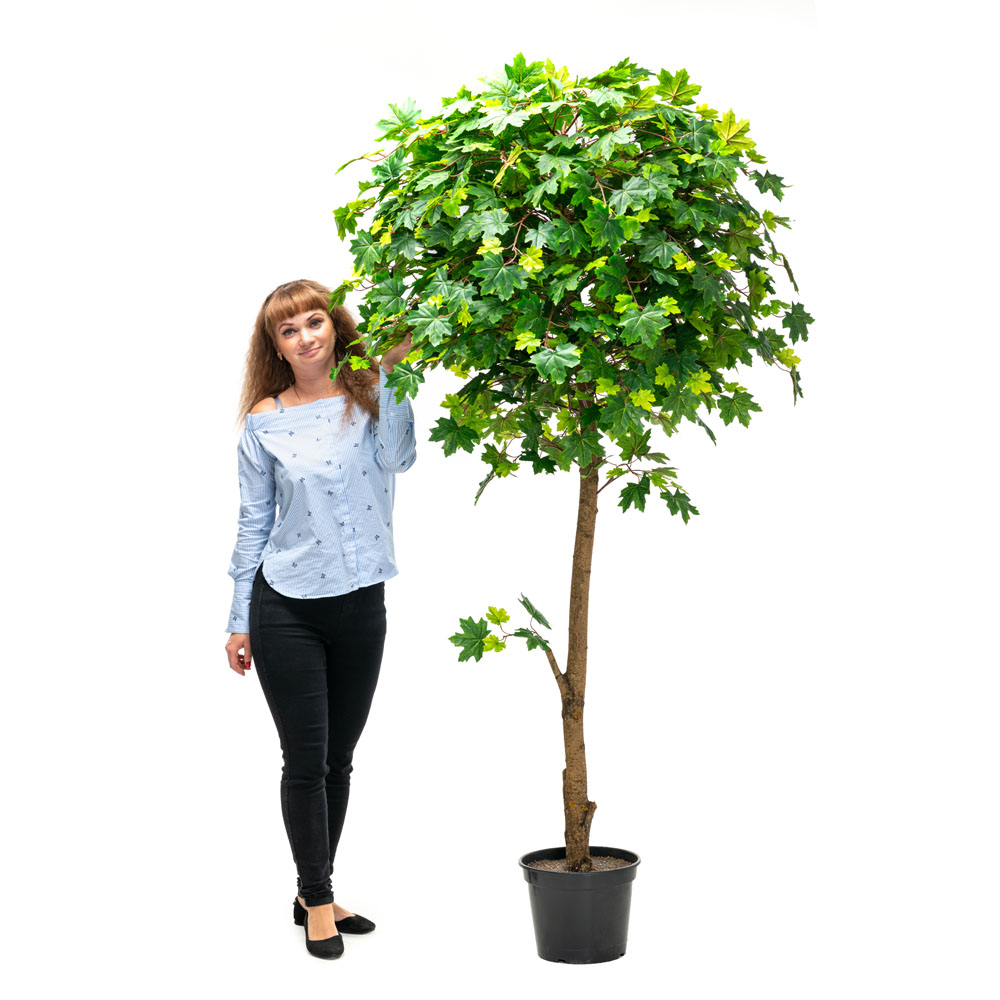 200/Р/29 Клён крупный лист 200см_3