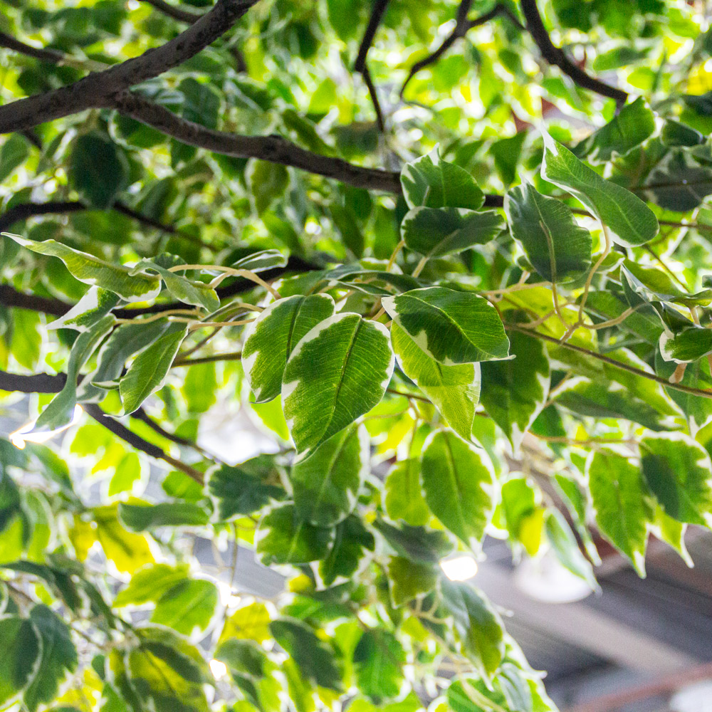 420разб/17М(з) Фикус Бенджамина искусственный h420см, d250-270см_6