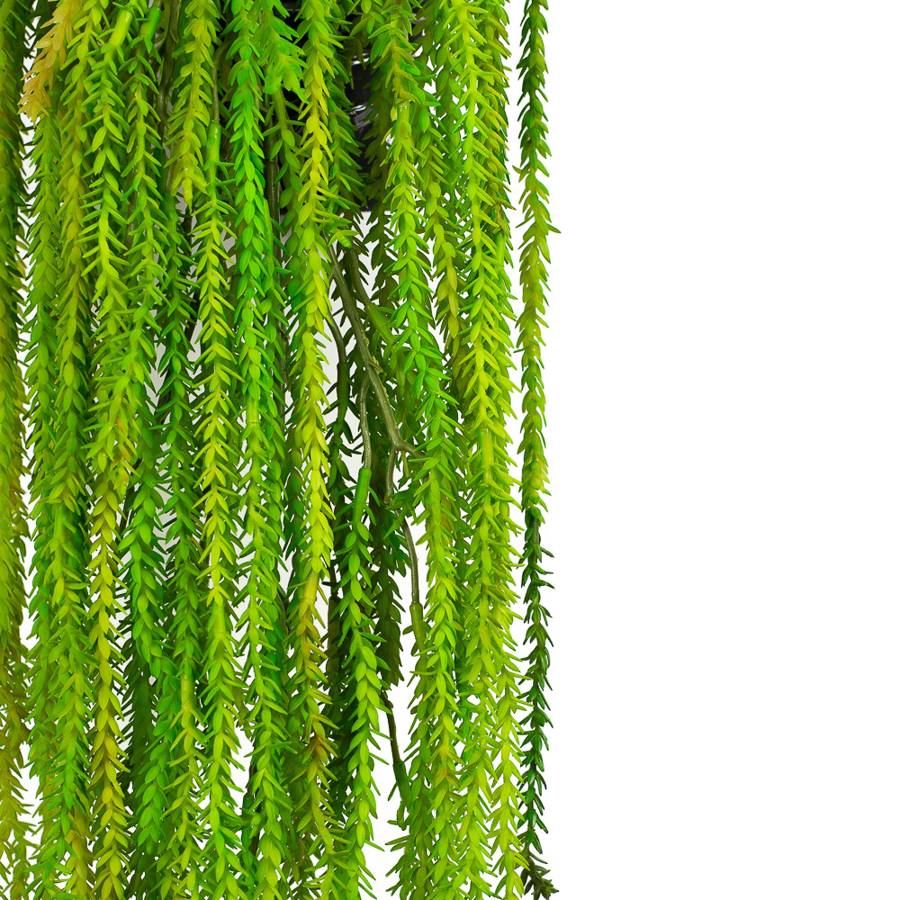 КС80 Мох елочка крассула ампельная в кашпо_2