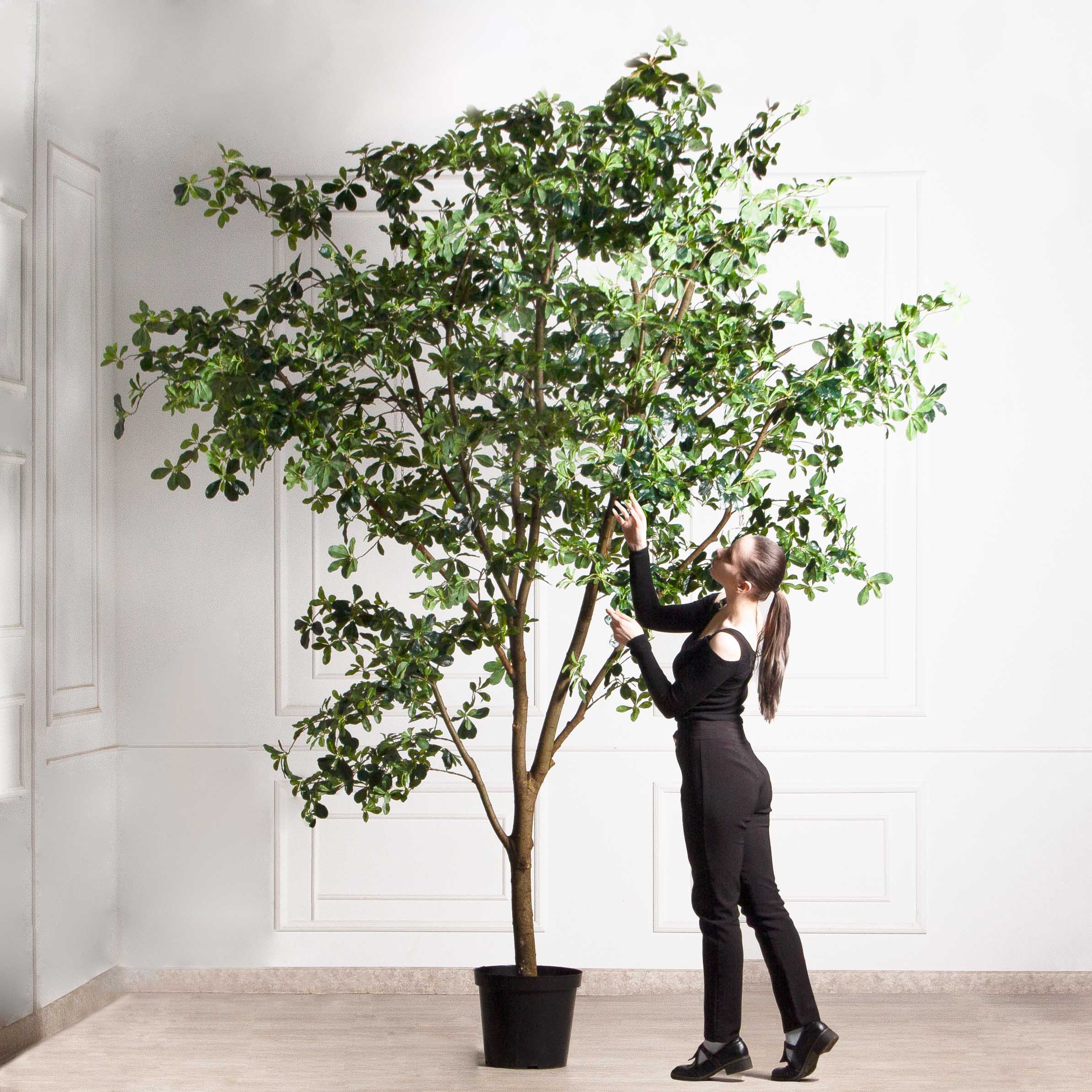 340/РН/84-1(з/УУ)(Пр)(F) Шеффлера искусственная h340см_2