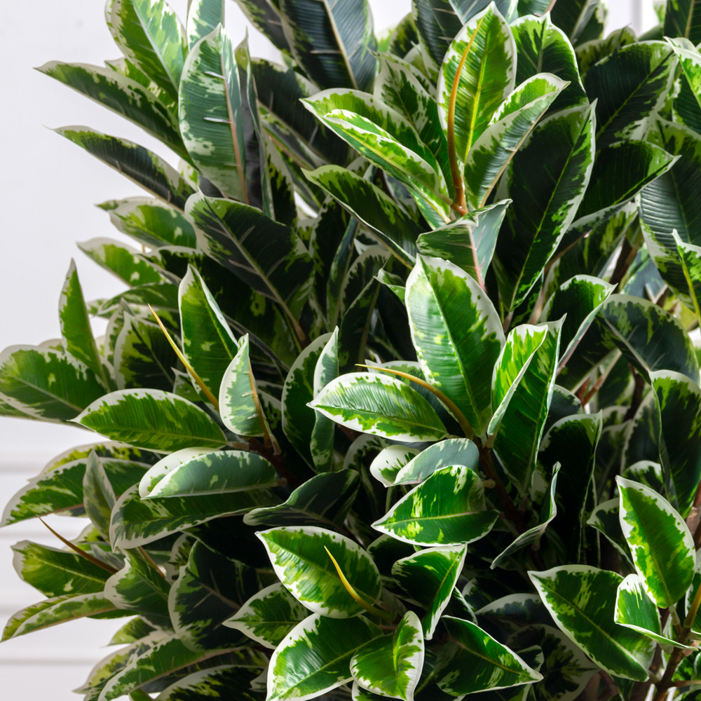 180/РН/419(з)(F) Фикус Эластика Тинеке искусственный h180см d90см, латекс_2