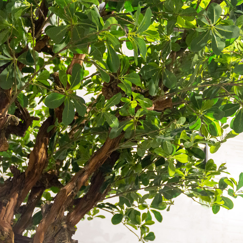 350/ОС/84-1(з)(Пр) Шеффлера искусственная h350см, d250см (латекс) _1