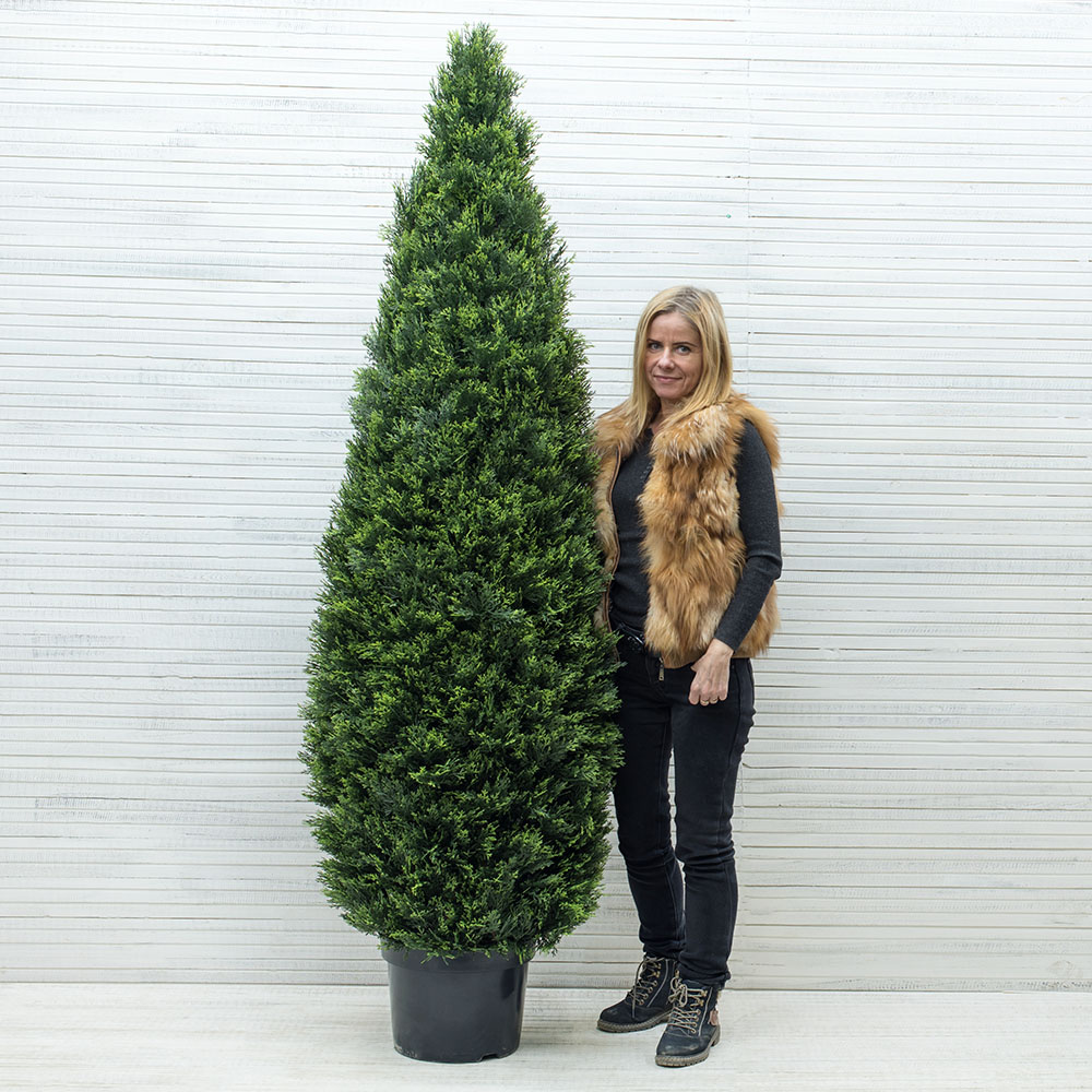 Т210/*146(з) Туя-конус 