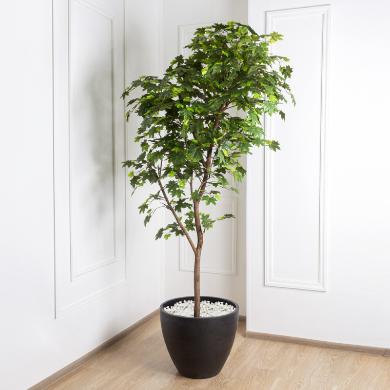 210/РН/77 Клён итальянский h210см_3