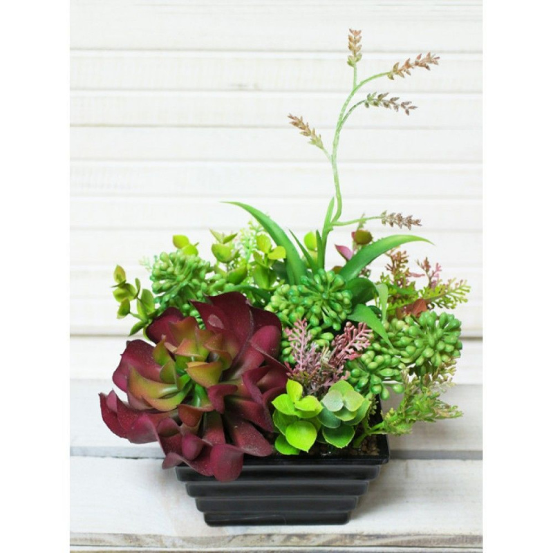 СКК05-4 Суккуленты