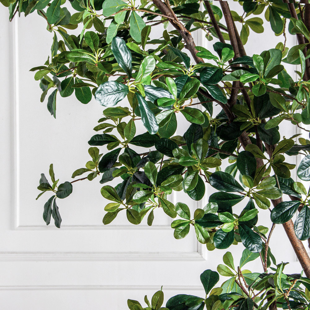 250/РН/АСС/84-1(з)(Пр)(F) Шеффлера искусственная h250см (латекс)_3