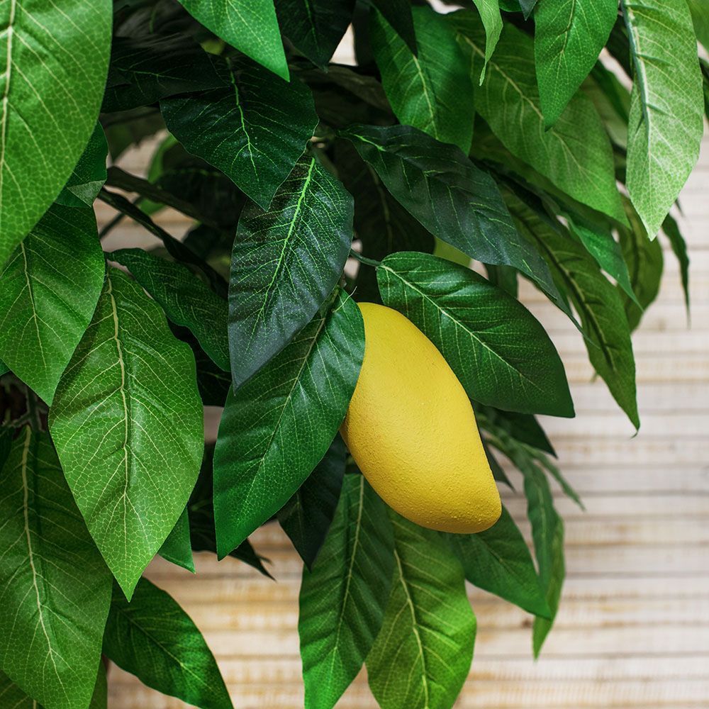 200/РН/301 Манго с плодами h-200см_2