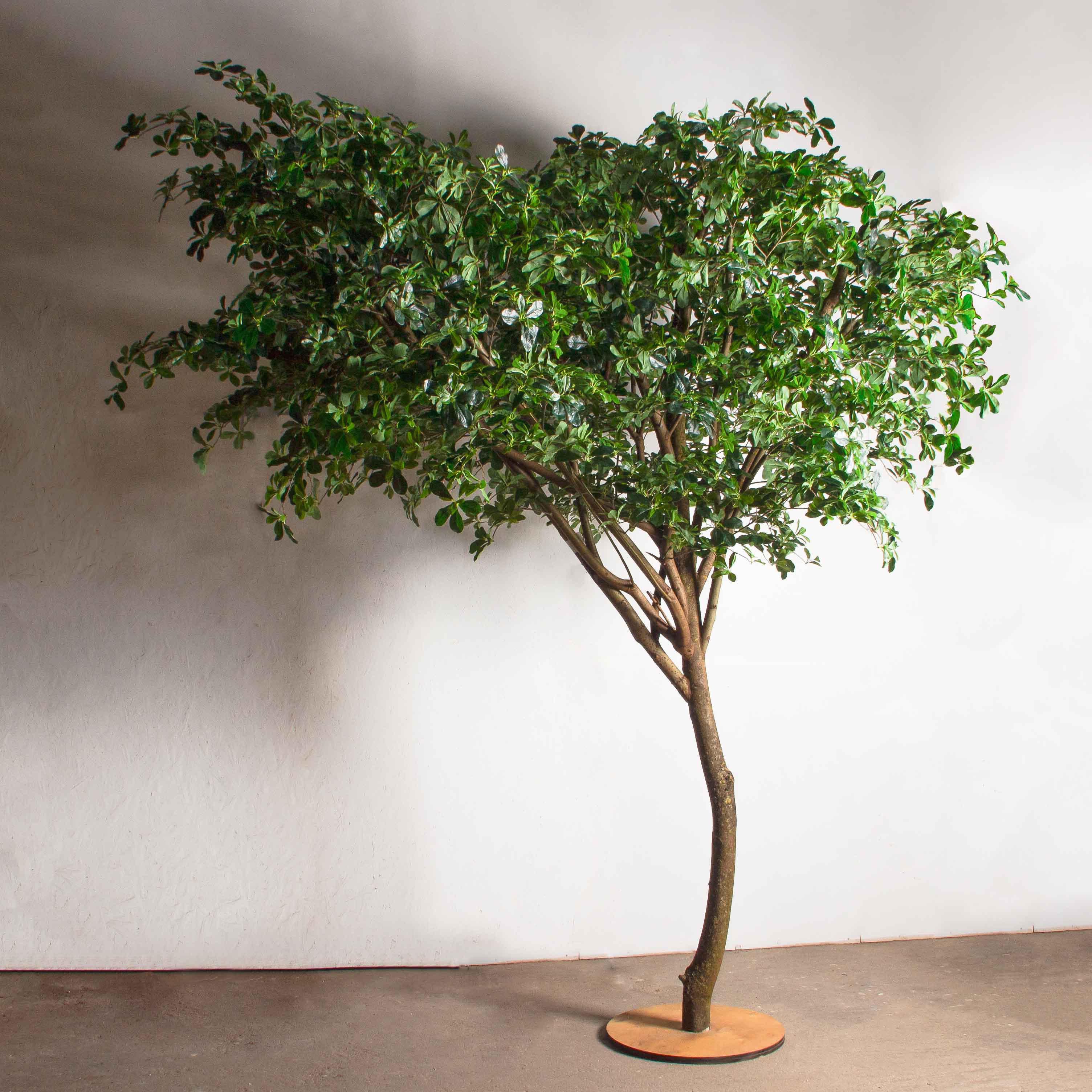 300/РН/84-2(з)(Пр)(F) Шеффлера искусственная h300см_2