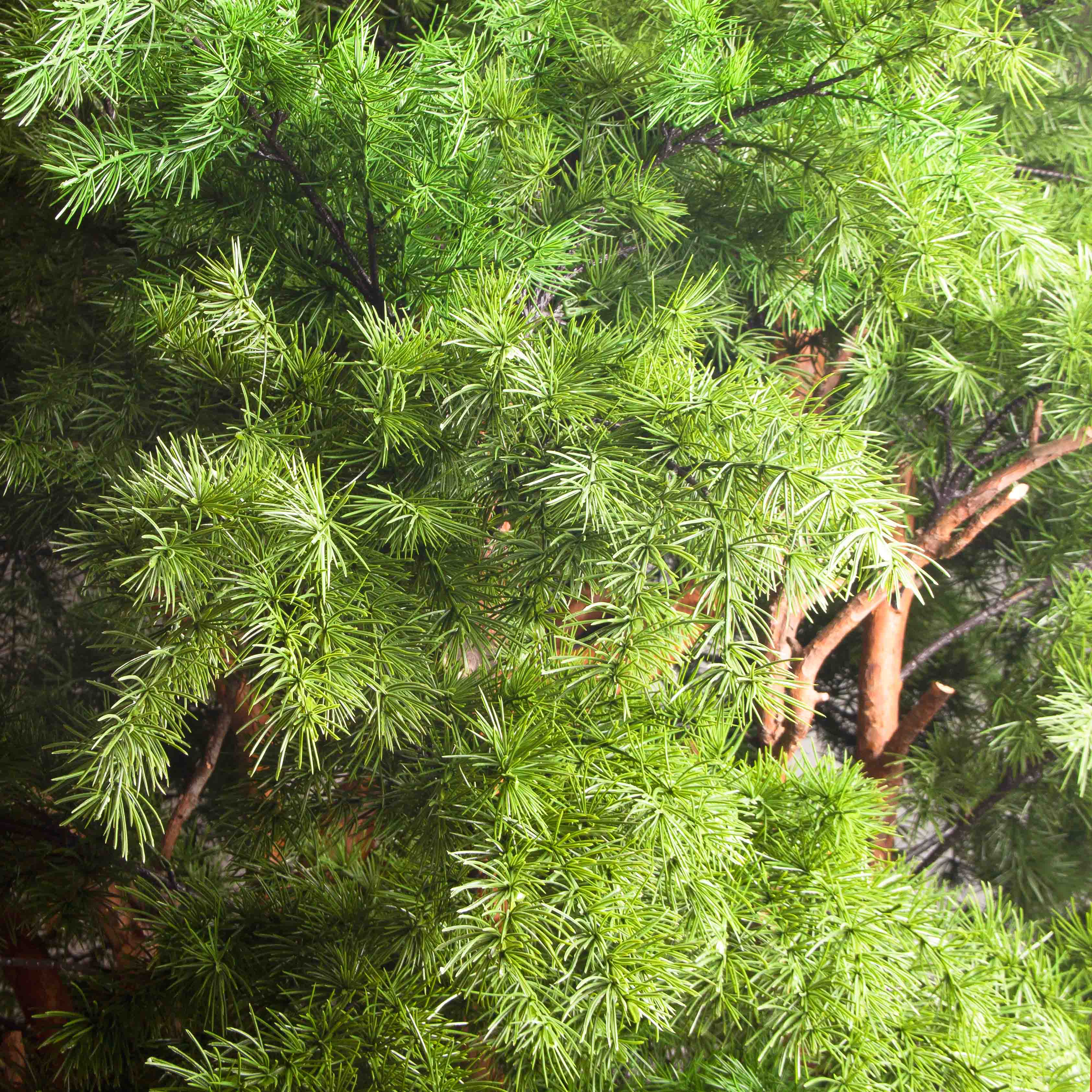 250/СН/310(з)(Пр)(F) Лиственница искусственная h250см d140см_8