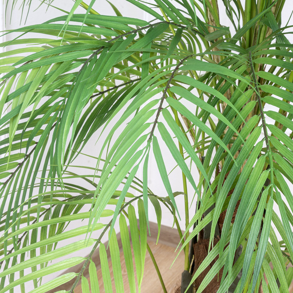 П125/К/359(Promo) Пальма искусственная Робелена, h125см_7