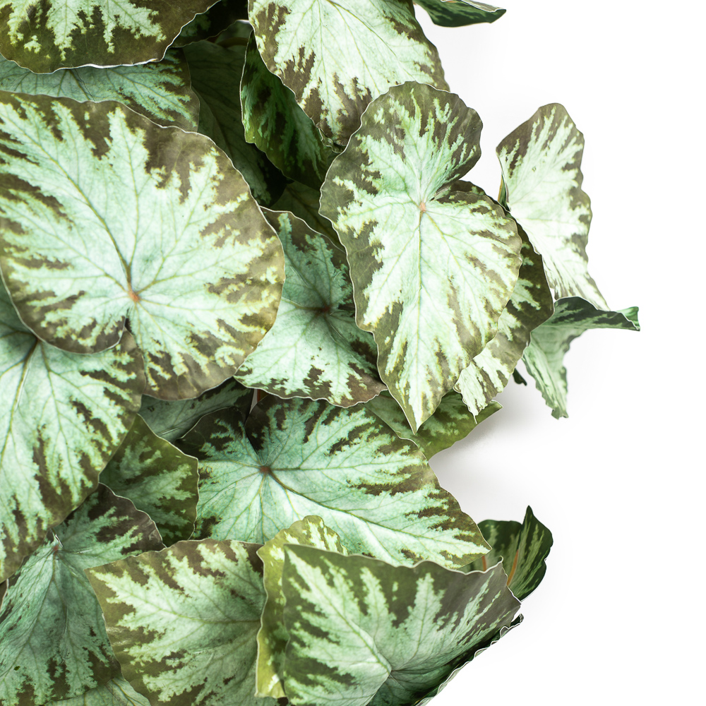 КС72 Бегония ампельная зеленая в кашпо_2