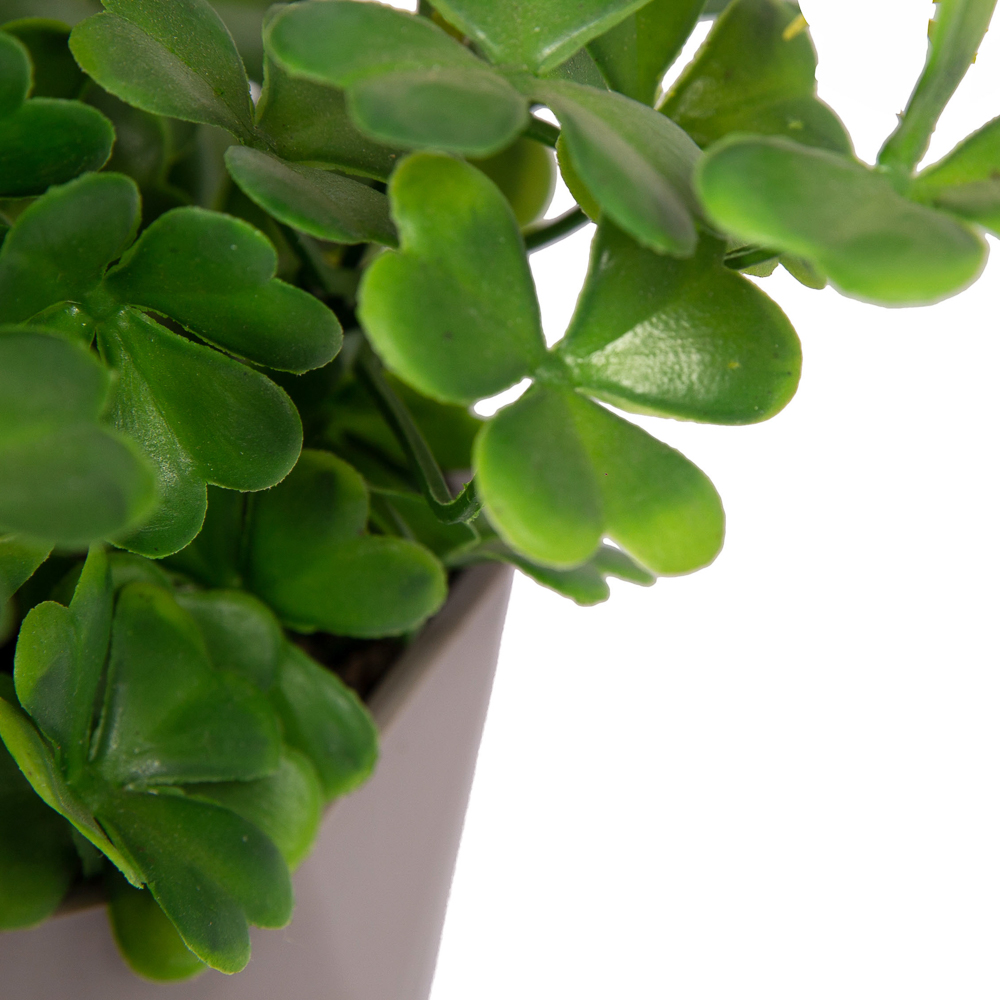 КС/О35-3 Клевер (малиновый) в декор. кашпо h-25см_2