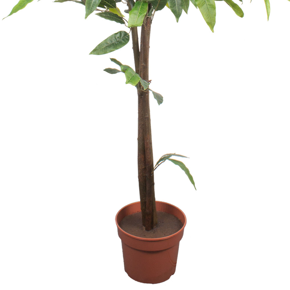 180/РПК/64 Дерево искусственное плодовое Персик, h180см_4