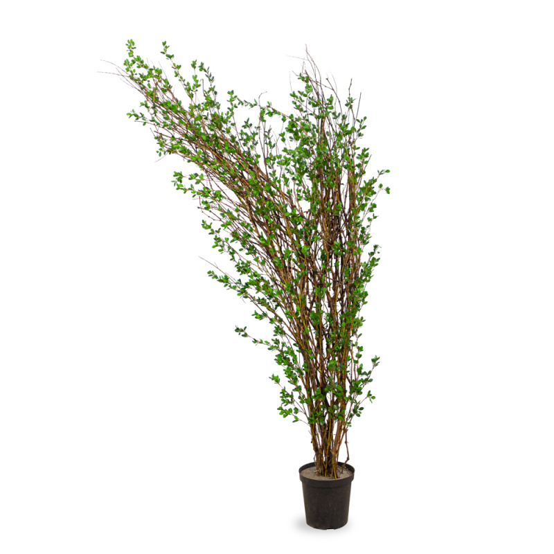 300/РН/46М-3(з) Бугенвилле́я искусственная h300см, d160см